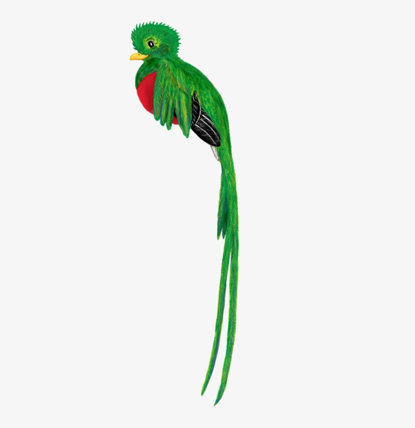 Clip Free Download Bird Animal Cute Free Photo From - El Quetzal De Guatemala Png, transparent png #2195823