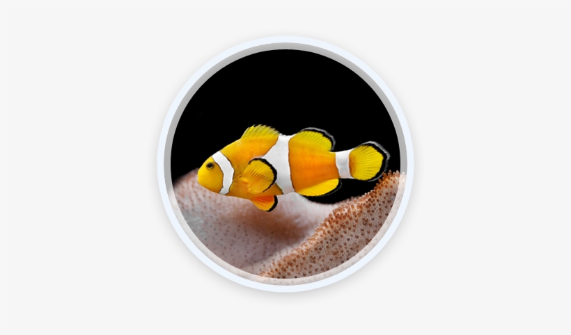Fish Showcase 3 - Ashgabat, transparent png #2196243