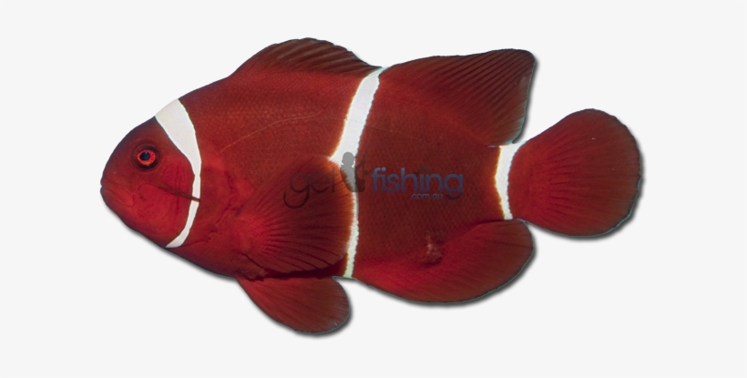 Spine-cheek Clownfish - Maroon Clownfish, transparent png #2196249