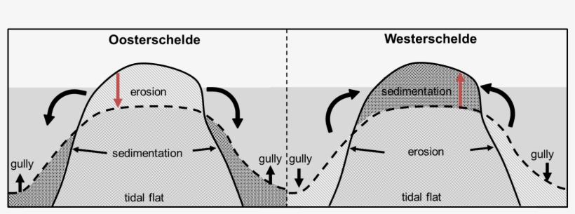 Reduction In Tidal Range And Tidal Velocity Has Led - Diagram, transparent png #2199563