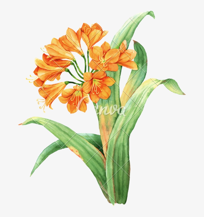 Orange Watercolor Botanical Photos Clipart Stock - Clivia, transparent png #220057