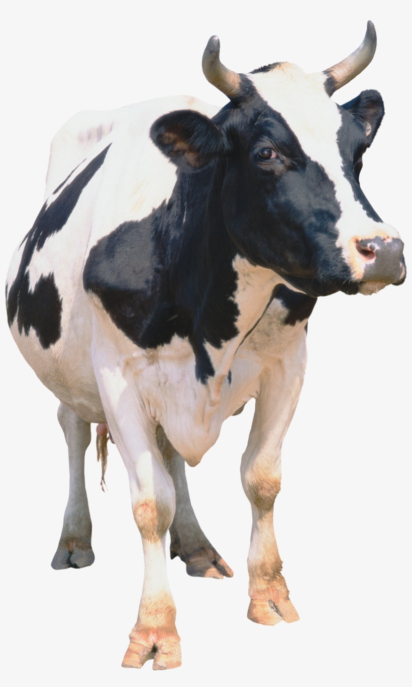 Cow Png, transparent png #220255