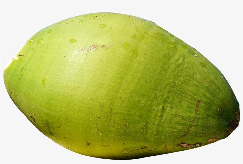 1334 X 856 - Coconut Png, transparent png #220298