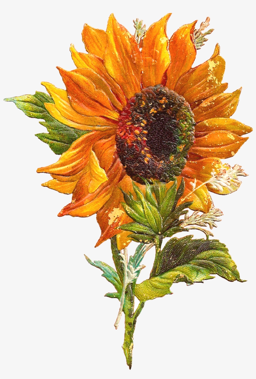 Flower Graphic Sunflower Clip Art Of Victorian Scraps - Vintage Sunflower Clip Art, transparent png #220319
