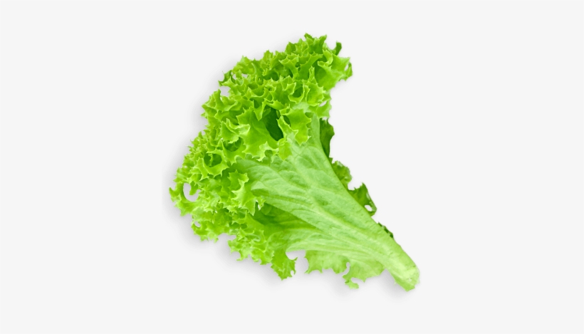 Lettuce Leaf - Green Salad Png, transparent png #220599
