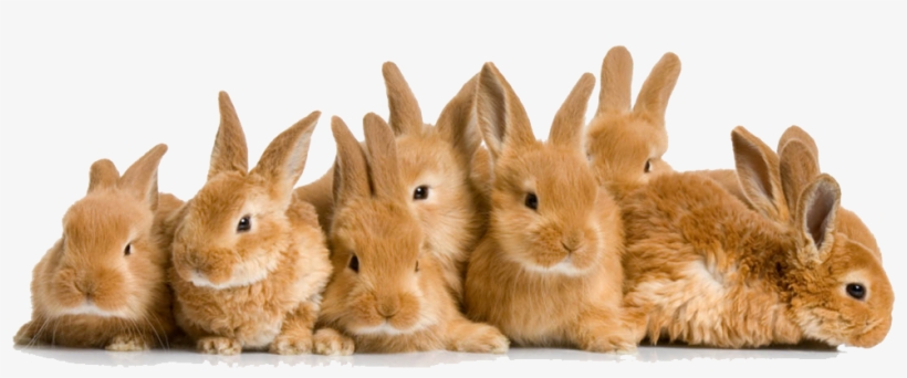 Download Easter Rabbit Png File For Designing Purpose - 4 H Rabbit Project, transparent png #220908