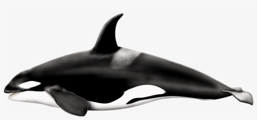 Killer Whale Png Pic - Killer Whale Png, transparent png #221494
