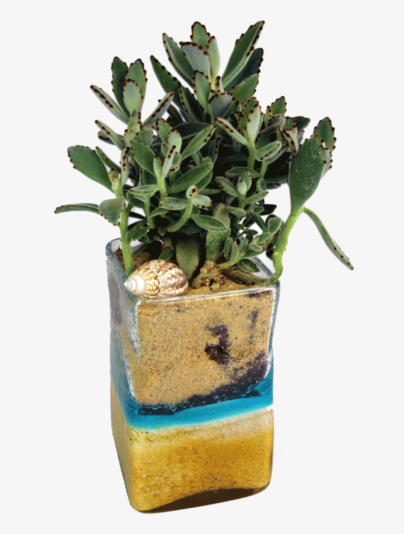 Seashell Succulent - Succulent Plant, transparent png #221789