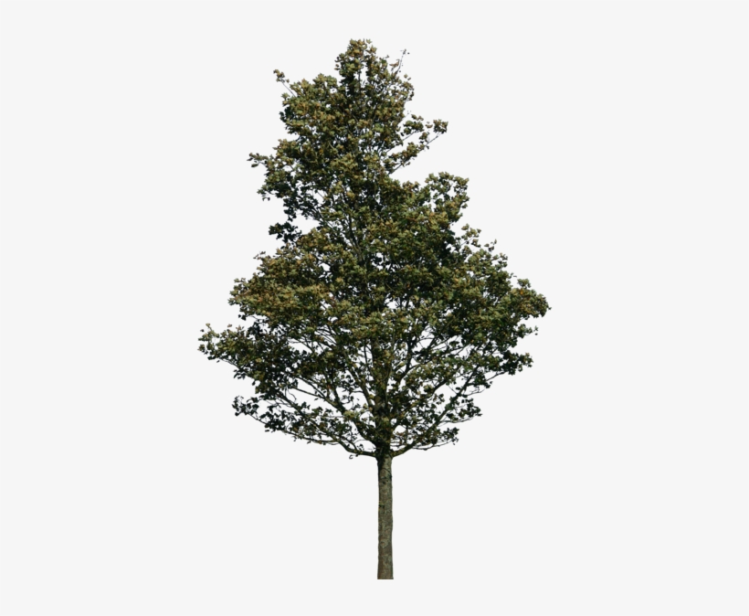 Tree 38 Png By Gd08 - Pine Tree Photoshop Png, transparent png #221899
