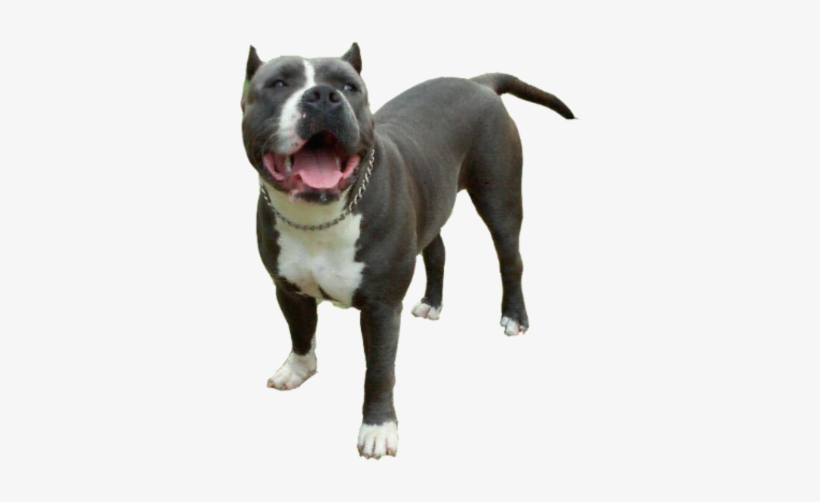 Blue Nose Puppies For - Blue Nose Pitbull Png, transparent png #221953