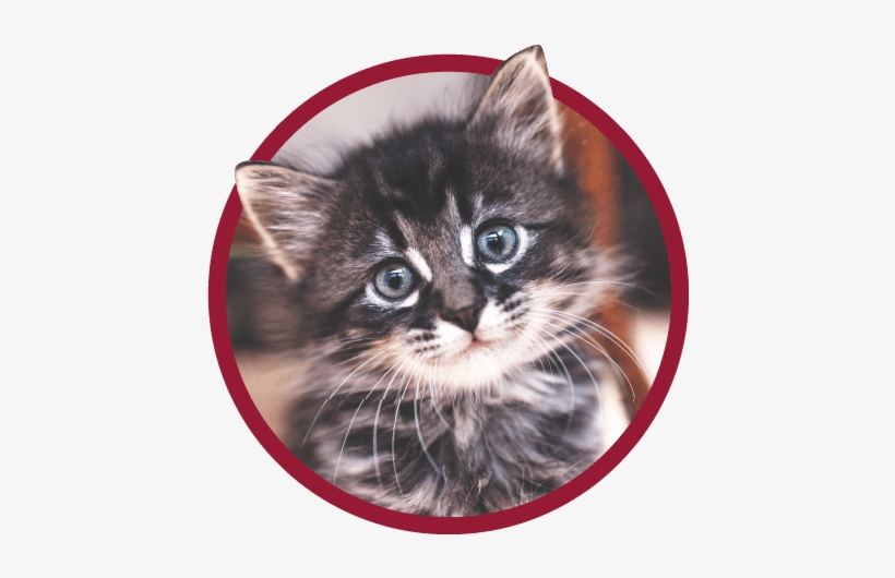 Kitten Preferred Pet Plans - Kitten '\, transparent png #222574