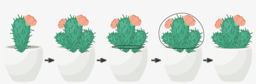 Banner Library How To Create A Trio Of Succulents - Cactus Illustration Transparent, transparent png #222596