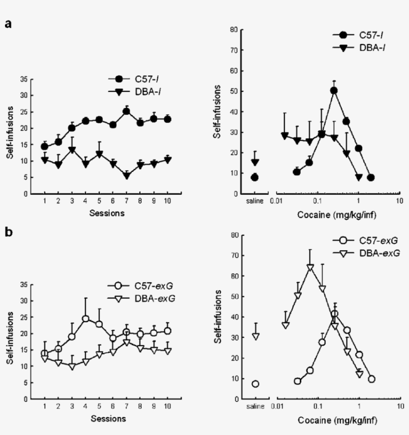 Comparing C57 And Dba Mice With And Without A Short - C57bl/6, transparent png #222992