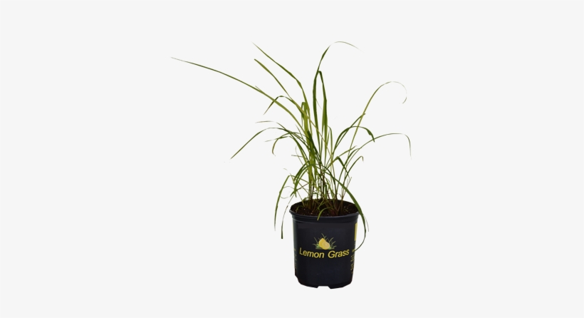 Houseplant, transparent png #223037