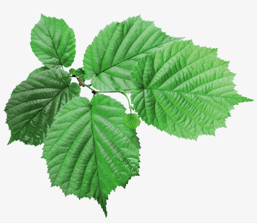 Free Icons Png - Leaf Transparent, transparent png #223695