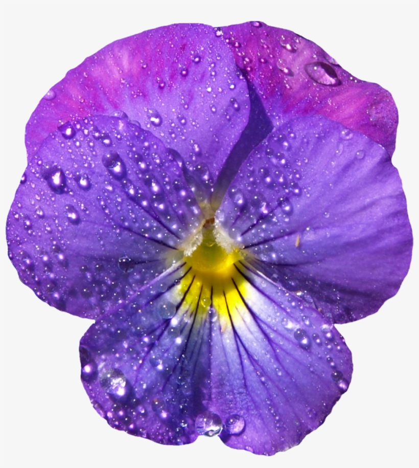 Violet Flower Gif Clip Art, transparent png #223787