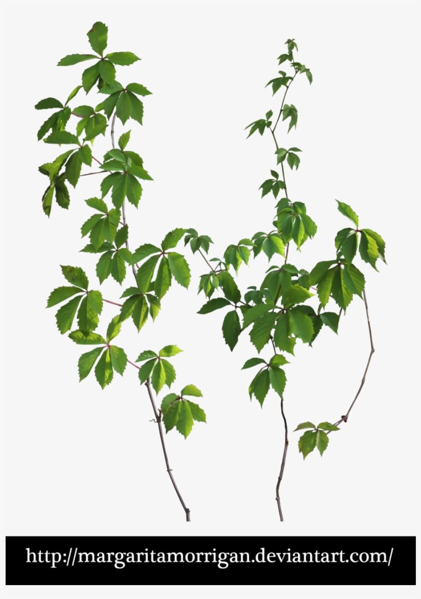 Liana Png Free Transparent PNG Download PNGkey