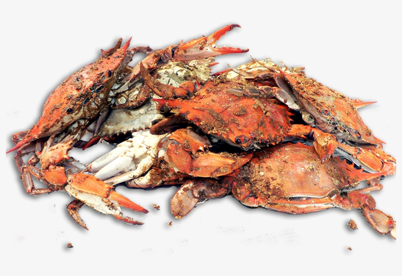 House Hot Steamed Crabs - Cooked Blue Crabs, transparent png #224356