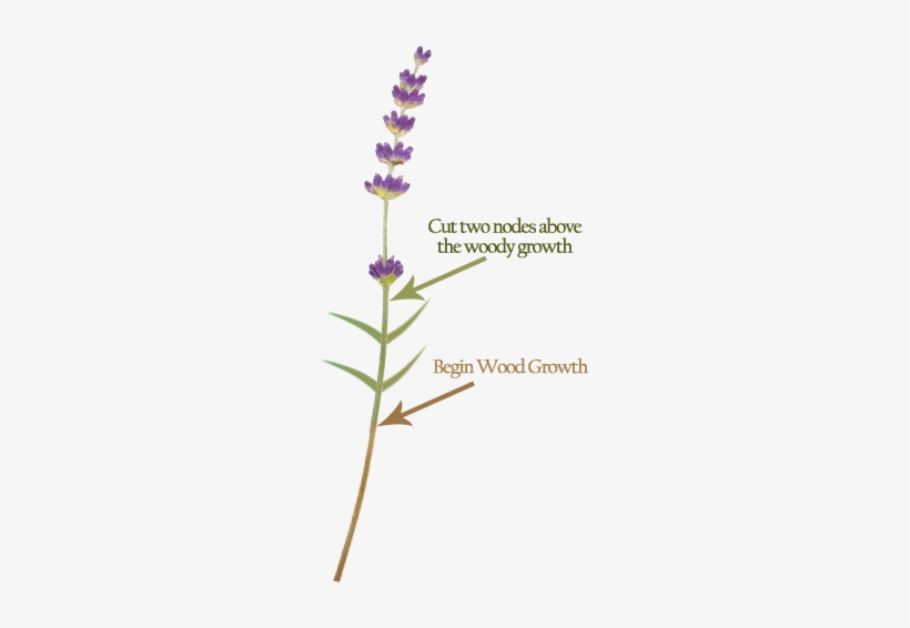 Where To Prune Lavender - Cut Lavender, transparent png #224634