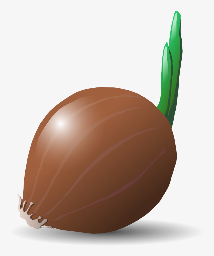 How To Set Use Onion Clipart, transparent png #224662