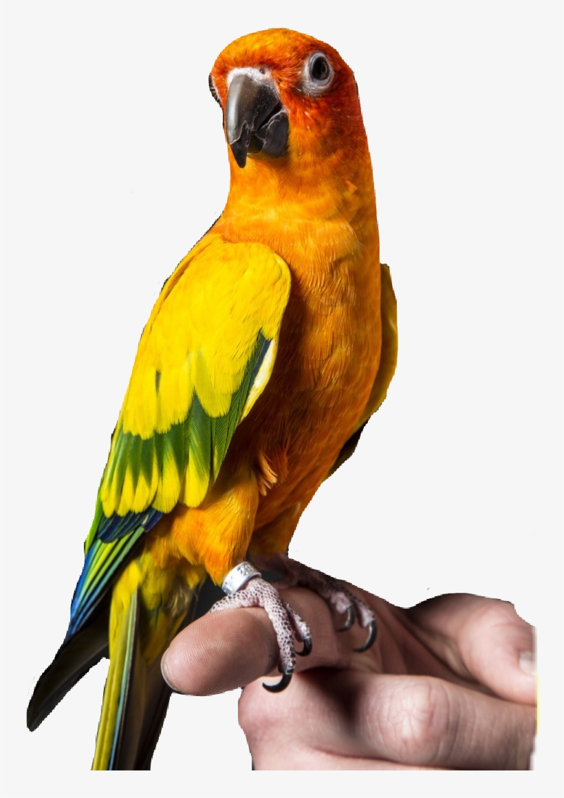 Paul Source - Logan Paul's Bird Maverick, transparent png #224692