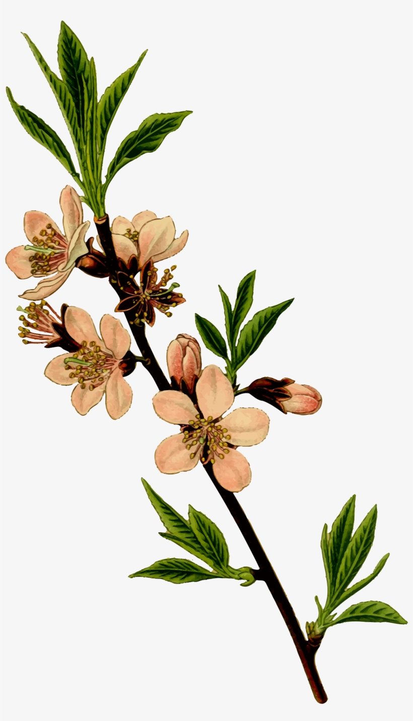 This Free Icons Png Design Of Almond Tree, transparent png #225205