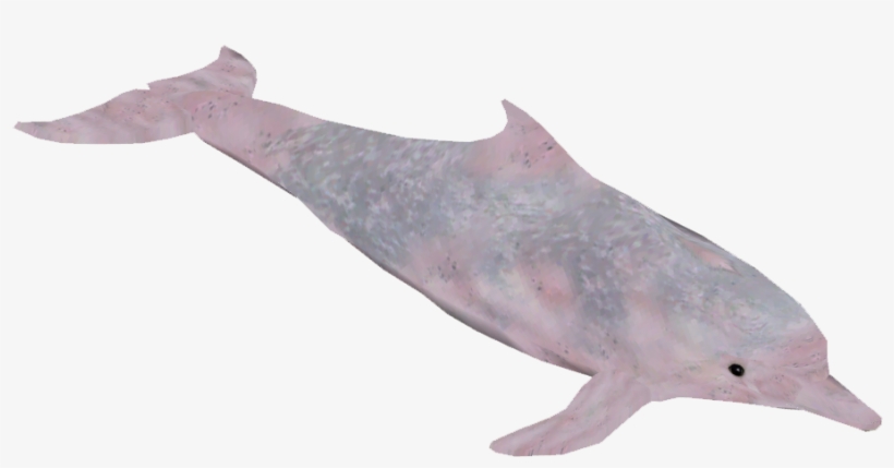 Chinese White Dolphin 2 - Common Bottlenose Dolphin, transparent png #225236