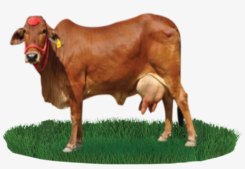 Sahiwal Cattle Beef Cattle Nili - Gir Cow Images Png, transparent png #225542