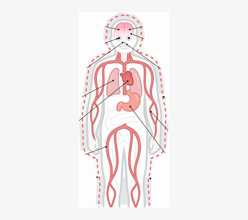 How Cocaine Affects Body Image - Alcohol Does To Your Body, transparent png #225579