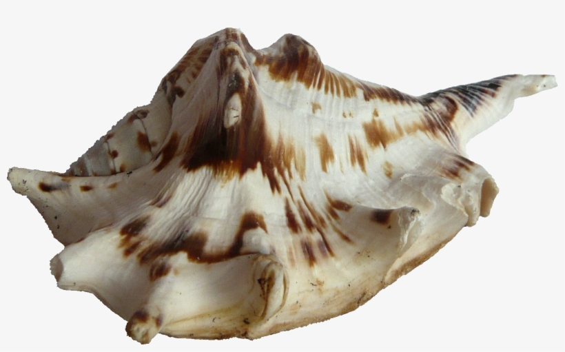 Free Icons Png - Marine Biology, transparent png #225940