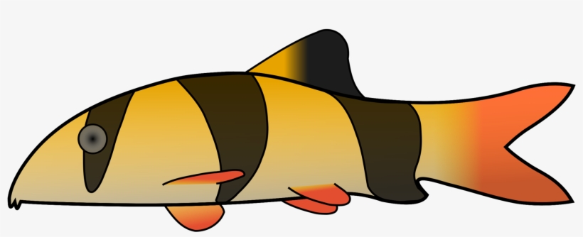 Clown Loach Drawing Pond Loach True Loaches - Clown Loach Throw Blanket, transparent png #226125