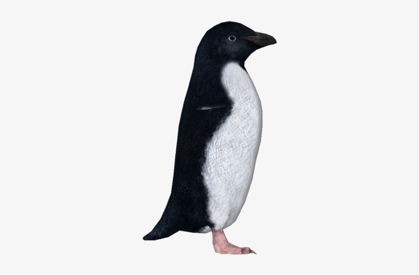 Penguin Transparent Tundra - Adelie Penguin Png, transparent png #226240