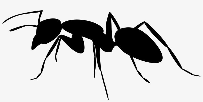 Ant Vector - Ant Clipart, transparent png #226573