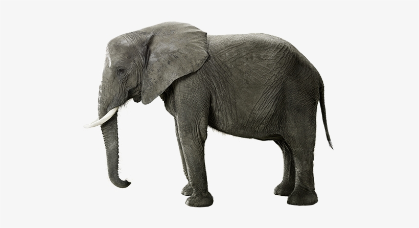 The Peaceful Elephant - Indian Elephant, transparent png #226574