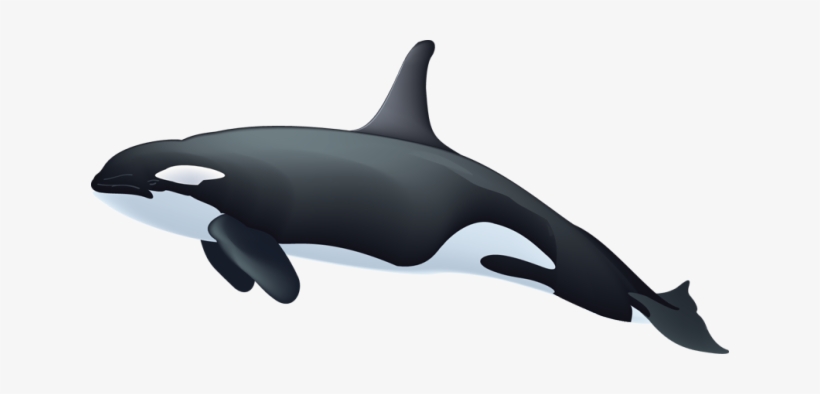 Killer Whale Png Image - Killer Whale Clip Art, transparent png #226706