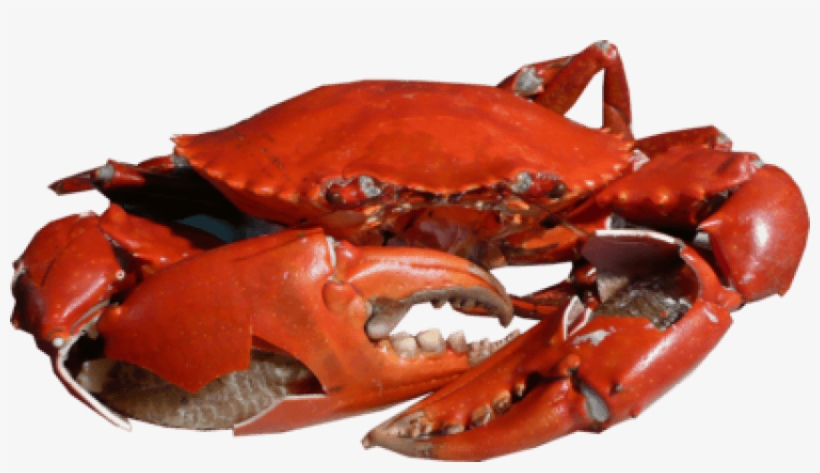 Free Png Crab Png Images Transparent - Crab Png, transparent png #226983