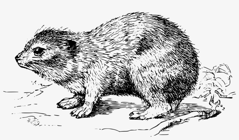 Rat Computer Icons Rock Hyrax Tree Hyrax Drawing - Hyrax Clipart, transparent png #227080