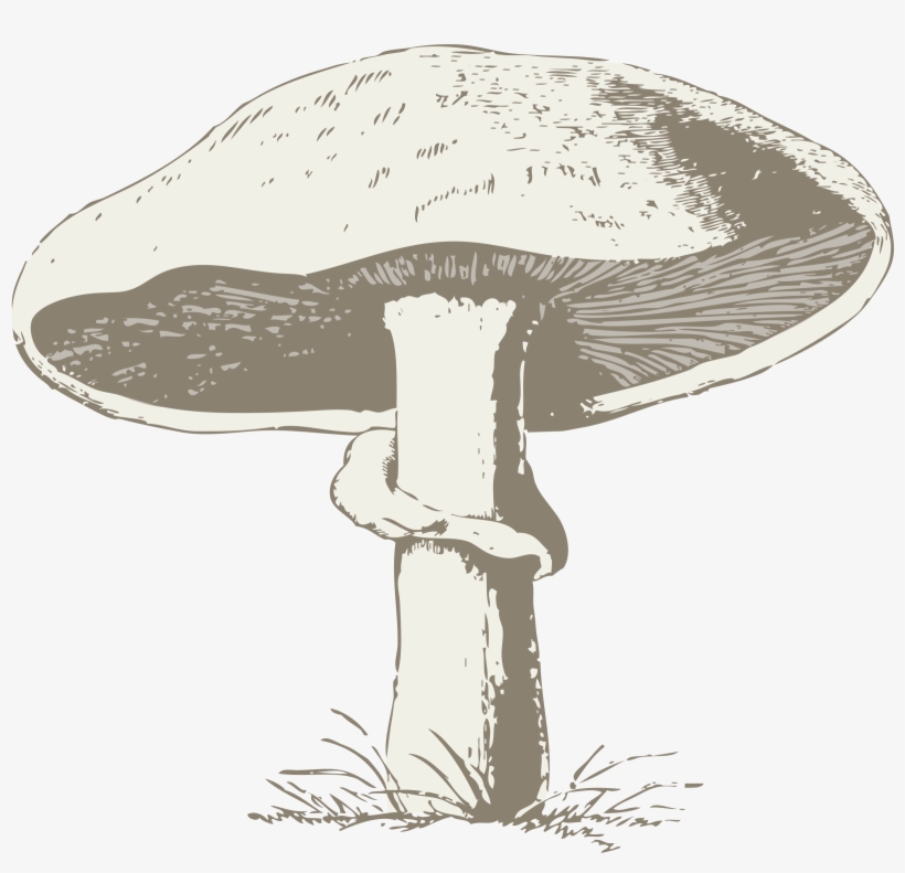 How To Set Use Mushroom Svg Vector, transparent png #227665