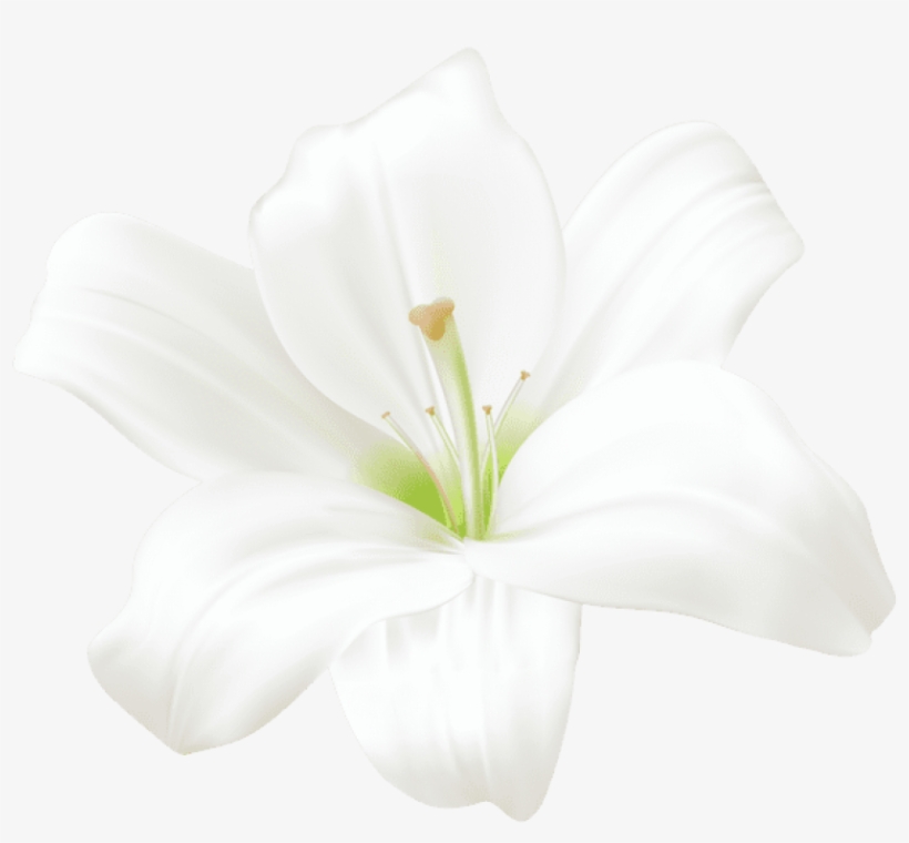 White Lilly, Art Images, Flower Art, Lilies, Anime - White Lily Flower Png, transparent png #228016