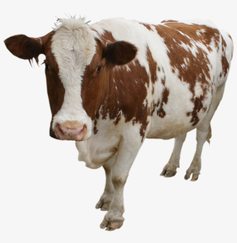 Cow Png - Cow Transparent, transparent png #228169