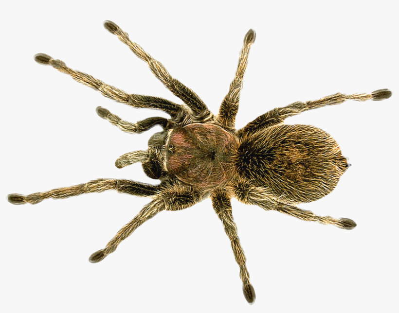 Free Png Spider Png Images Transparent - Long Do Spiders Live, transparent png #228445