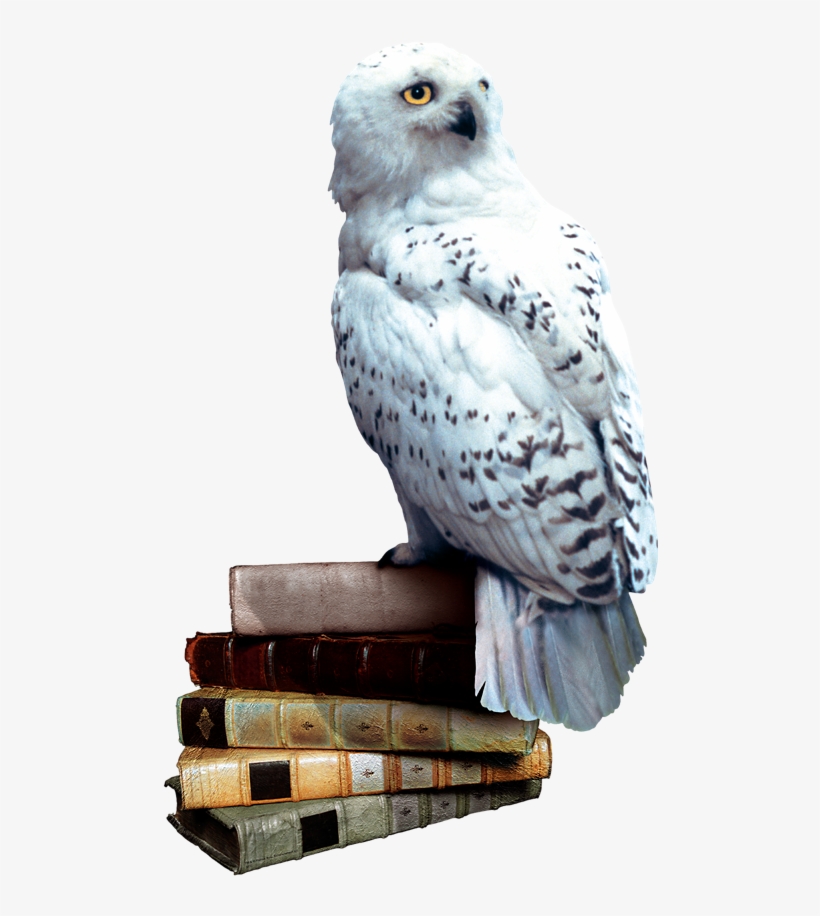 Hedwig Books - Harry Potter Owl Png, transparent png #228556