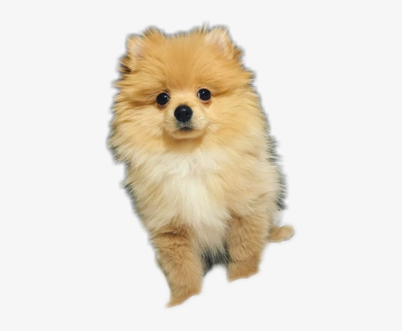 Report Abuse - Kong Logan Paul Dog, transparent png #228662