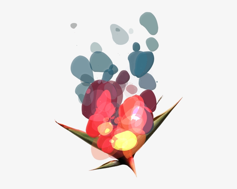 Flower Design - Web Design, transparent png #229078