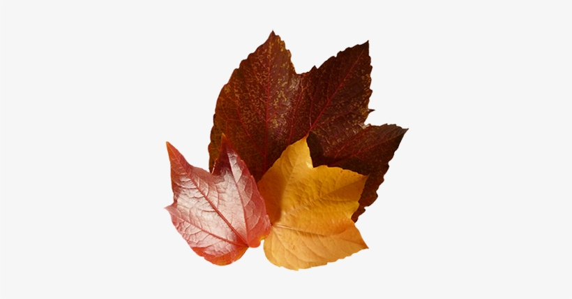 Three Autumn Leaves - Autumn Leaves Brown, transparent png #229143