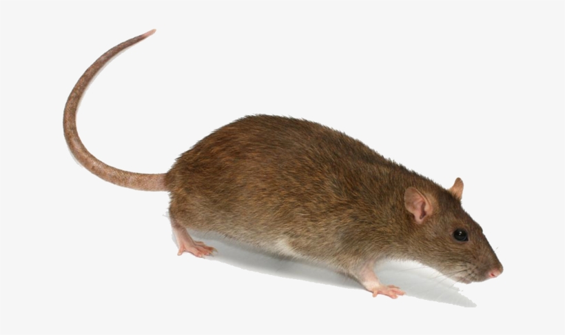 Rat - Rat Transparent, transparent png #229589