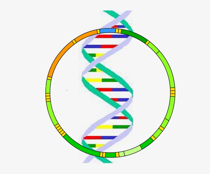 Mitochondrial Dna - Mitochondrial Dna Png, transparent png #229711