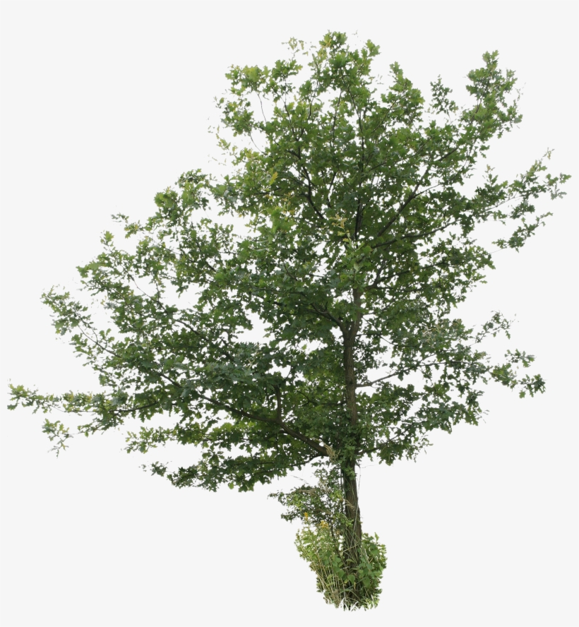 2d Trees - Tree Cut Out Png, transparent png #229774