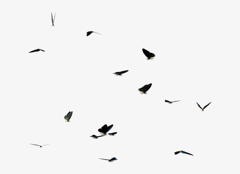 Butterflies Swarm Png Clipart - Flock, transparent png #229838