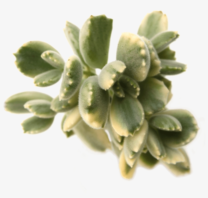 Cotyledon Tomentosa 'bear's Paw' Variegata - Cotyledon Tomentosa, transparent png #2201055